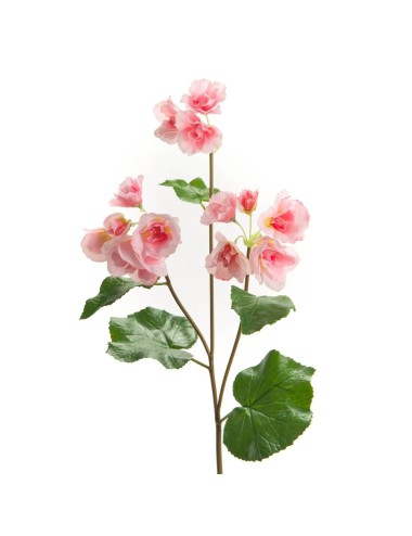 BEGONIA REALITY H63