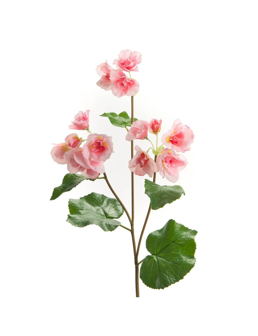 BEGONIA REALITY H63