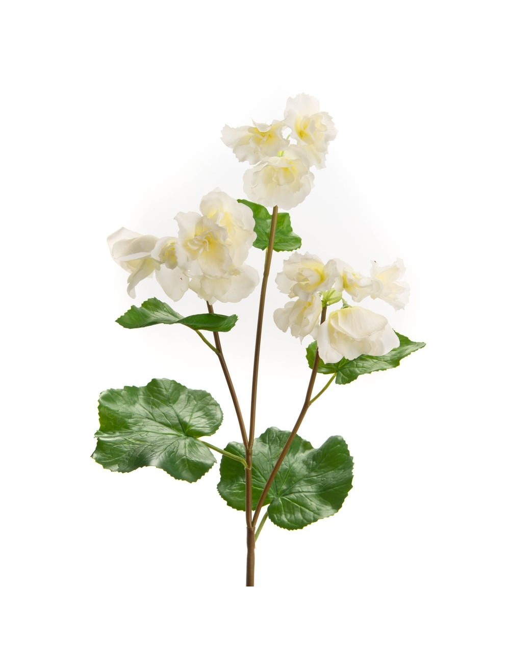 BEGONIA REALITY H63 BC