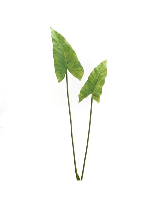 FEUILLE ALOCASIA H95