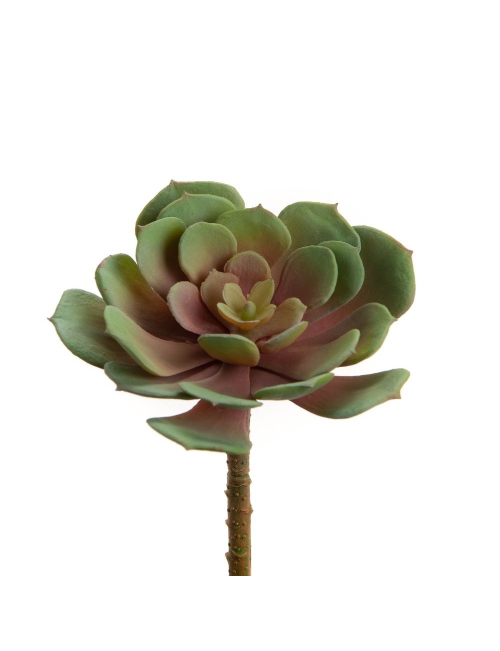 ECHEVERIA CILIATA H12