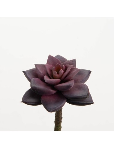 CACTUS BLOOM H7
