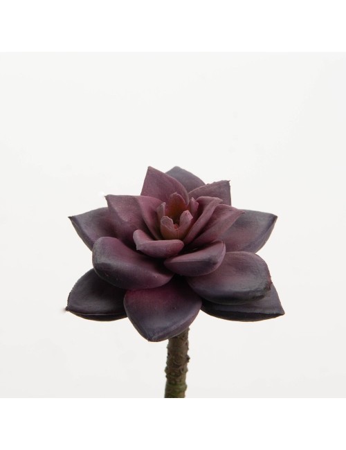 CACTUS BLOOM H7
