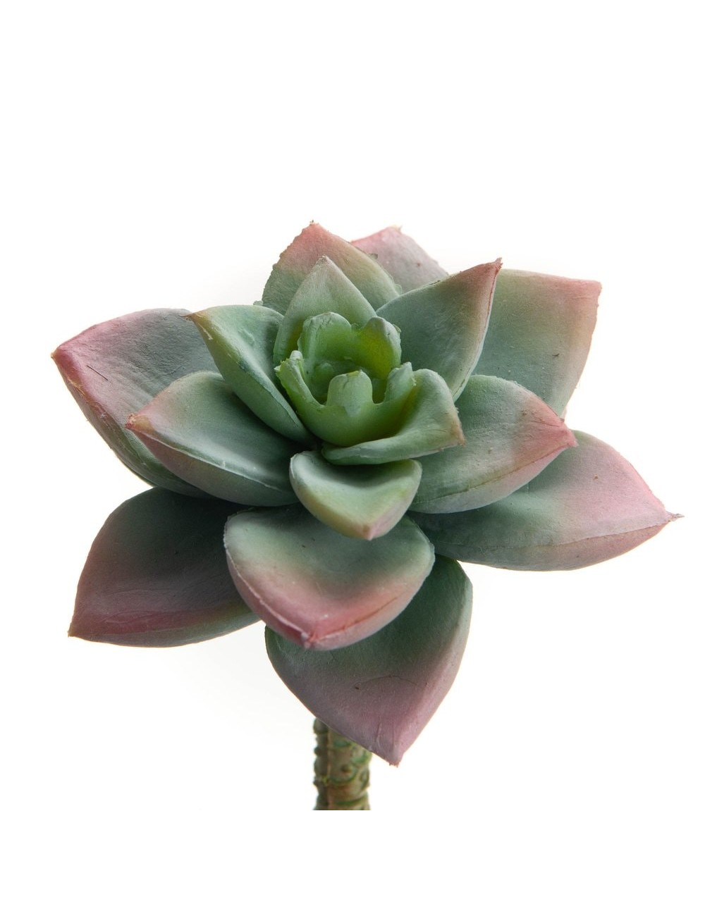 CACTUS BLOOM H7 VRT