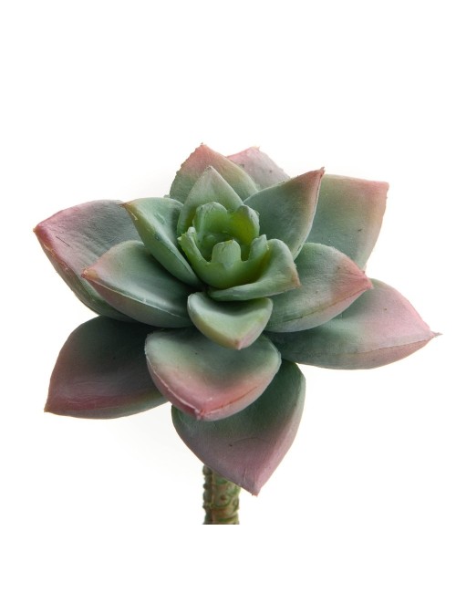 CACTUS BLOOM H7 VRT