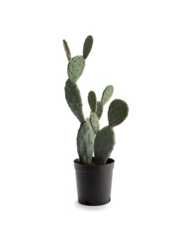 CACTUS FIGUE BARBARIE H62