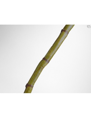 Canne De Bambou H130