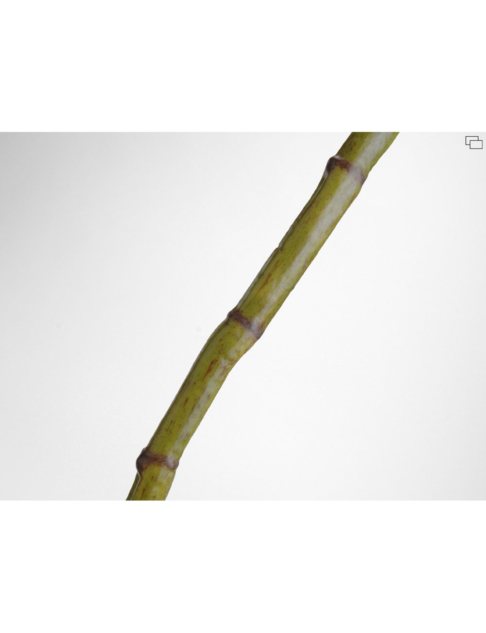 Canne De Bambou H130