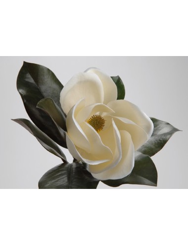 Magnolia Grandiflora H45 Blanc