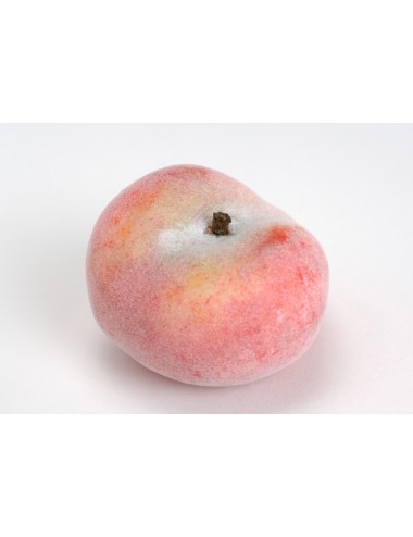 Fruit Peche