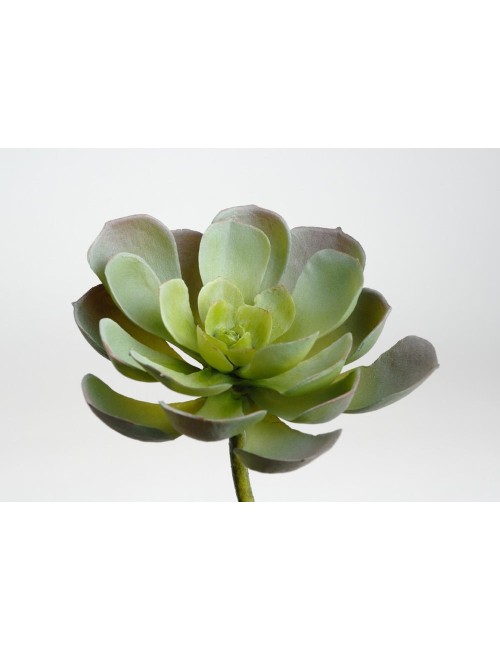 Echeveria Royal H14 D12