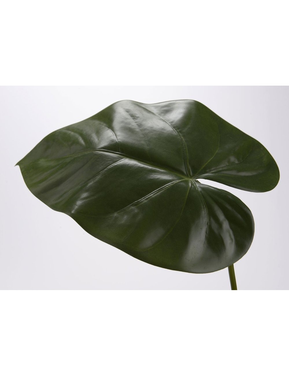 Feuille Anthurium H91