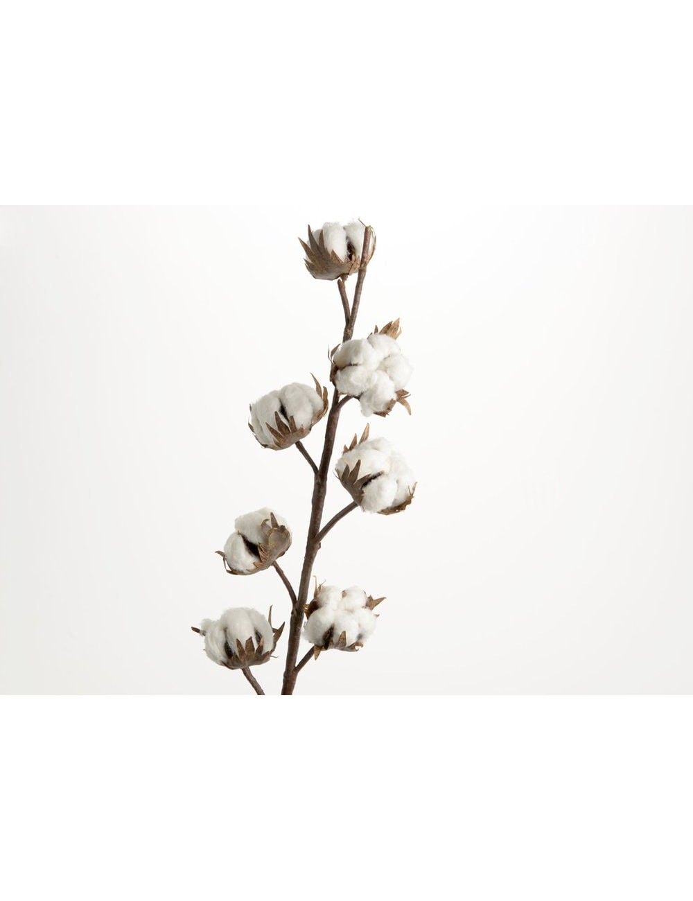 Branche De Coton h76