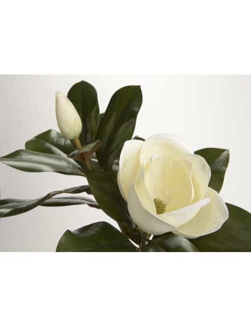 Magnolia Grandiflora H76