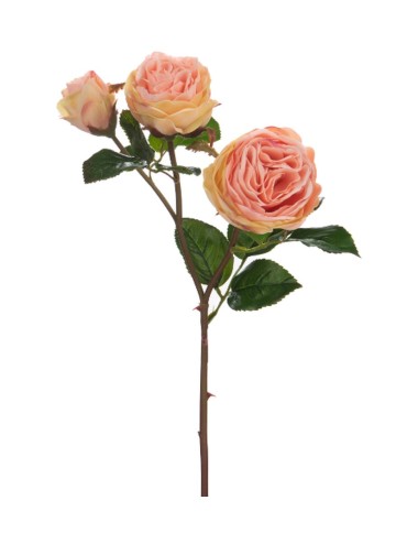 Rose Valencia Reality
