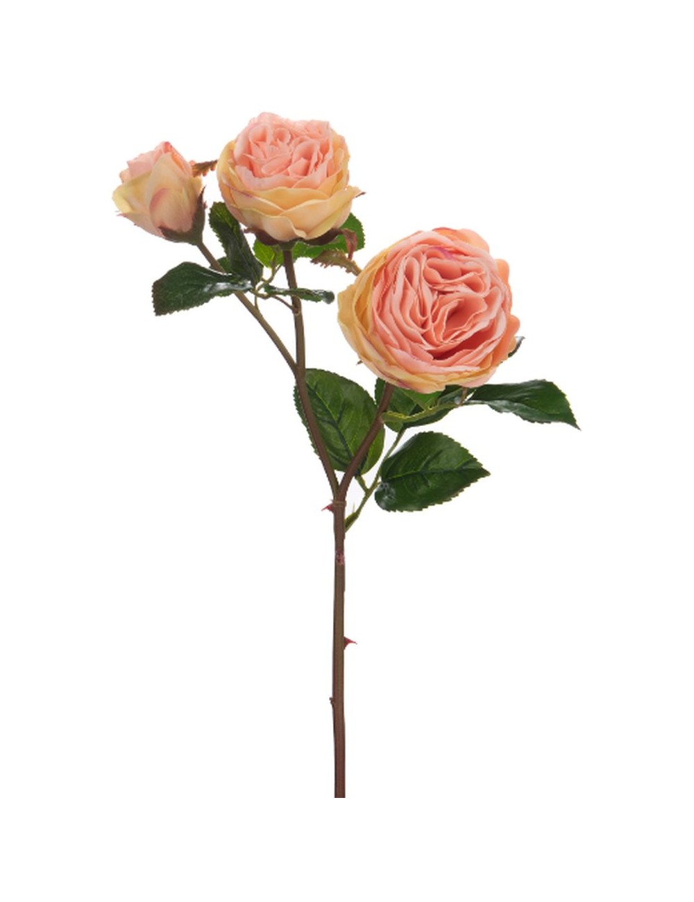 Rose Valencia Reality