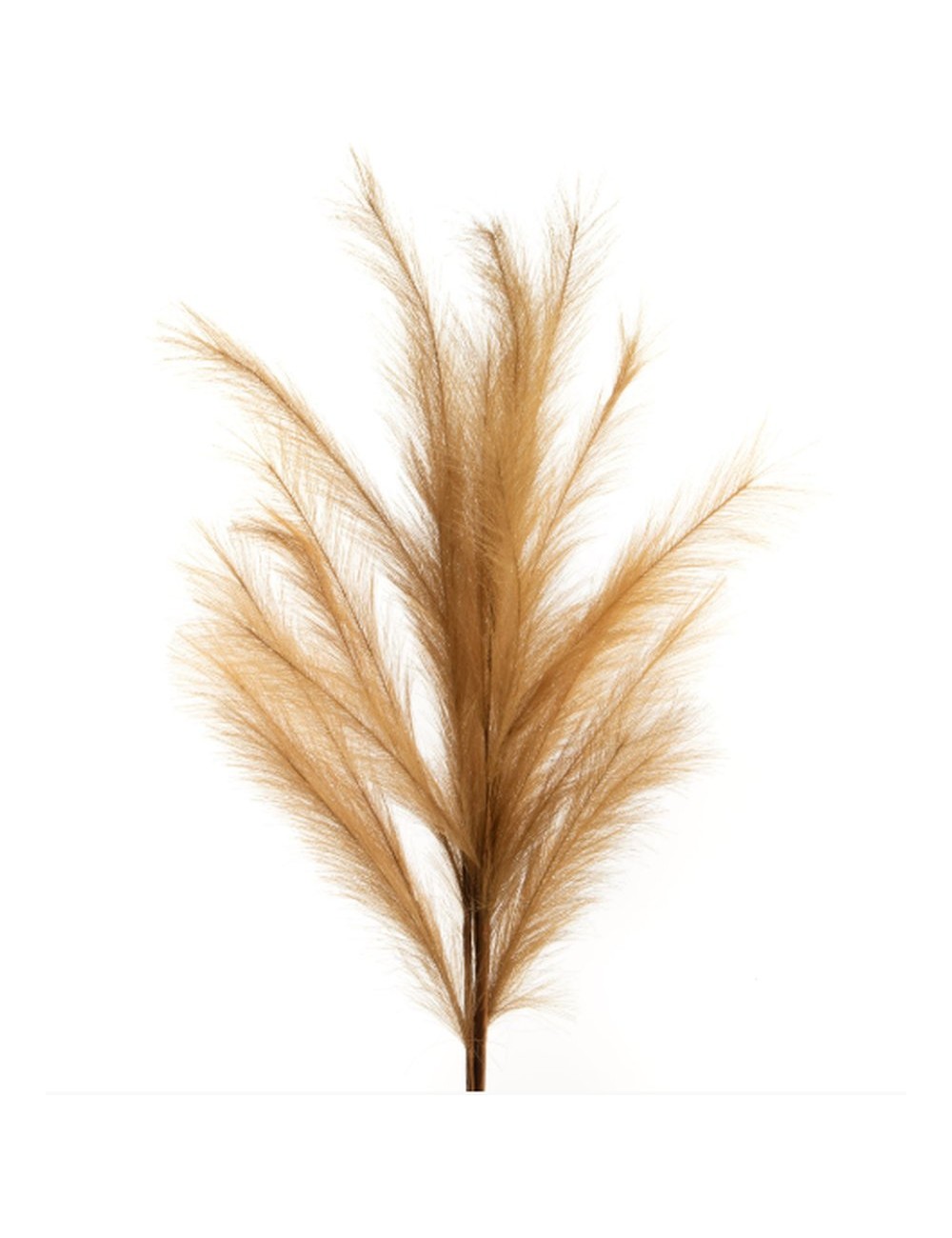 Pampas Plumeau