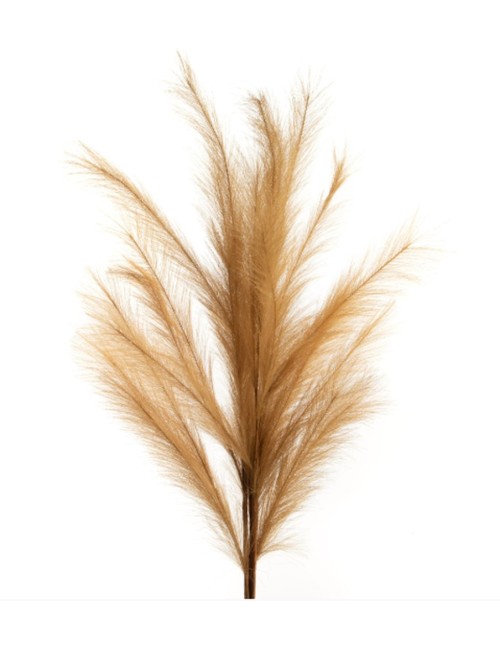 Pampas Plumeau