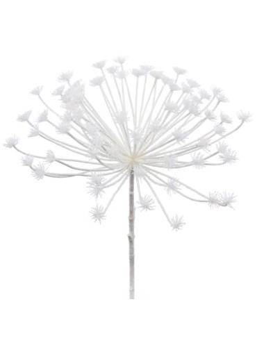 ACHILLEE UMBELLATA H85D40 NEIG