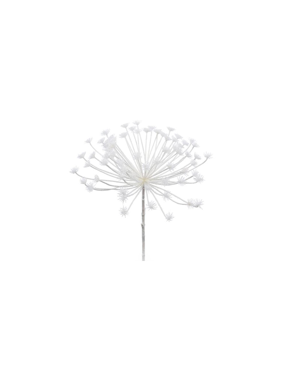 ACHILLEE UMBELLATA H85D40 NEIG