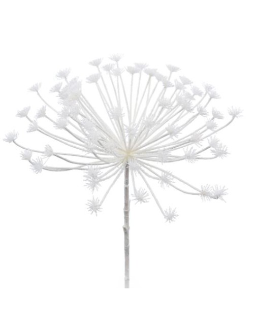 ACHILLEE UMBELLATA H85D40 NEIG