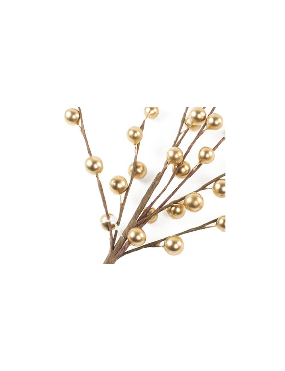 BAIES ANGELIQUE H79 OR