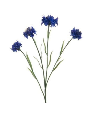 BLEUET OF CHAMPSX4 H61 BLF