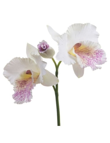 CATTLEYA LAELIA X3 H28 BCRS