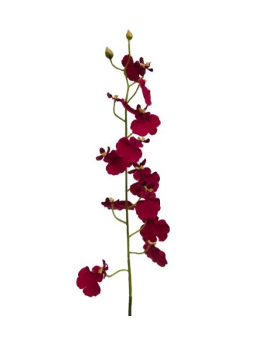 ORCHIDEE BUTTERFLY H60 BO